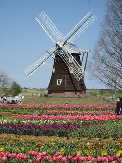 柏市のあけぼの山農業公園・チューリップ・20年4月