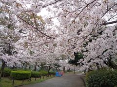 鶴舞公園の桜です〈1〉