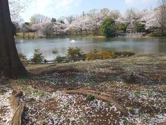 意外に長く楽しめた近所の公園の桜景色の変遷～散歩しながらスマフォで撮影