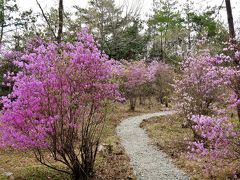 コバノミツバツツジが見頃の三木山森林公園