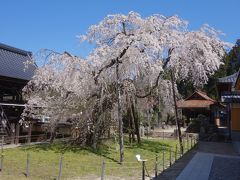 稲武の「瑞龍寺のしだれ桜」を見て来ました。樹齢４００年。県指定の天然記念物です。