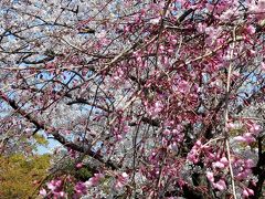 ２０２０年４月　山口県・山陽小野田市　須恵健康公園に花見に行きました。