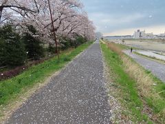 浅川土手の桜 八王子 2020/03/28