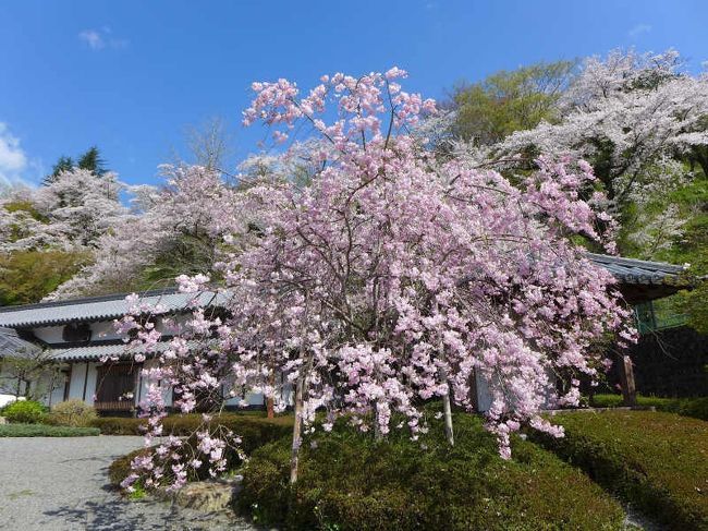 枝垂れ桜めぐり !　 五條市・吉野郡下市町