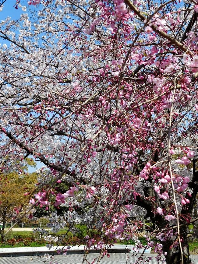 　毎年行っている須恵健康公園に今年も桜を見に行きました。<br />青空だったので桜が生えました。<br /><br />　毎年同じような写真です。<br /><br />　今年は体育館横のしだれ桜のそばに行ってみました。