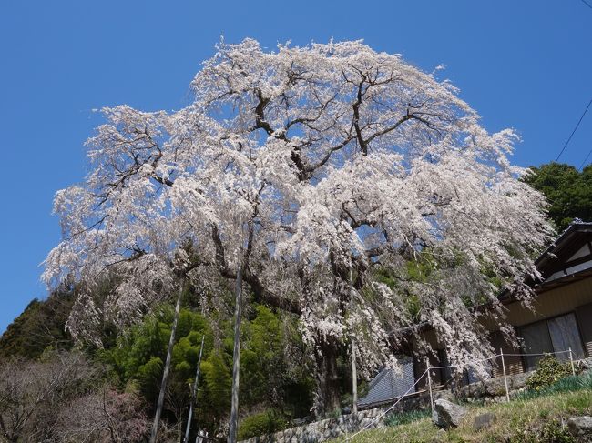 稲武の「大安寺のしだれ桜」を見て来ました。樹齢２５０年。豊田市指定の天然記念物です。すごい。