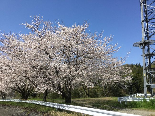 豊田市で満開の桜を見に約3時間の散歩をしました