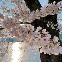 3密を避けて、静かに滋賀県内の満開の桜を楽しむ -my carでの琵琶湖一周も達成♪-