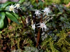 春の山野草探しに星野町へ 極小の花、セツブンソウ おまけの星野遺跡