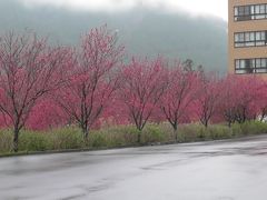 今年の本巣市のハナモモ（佐原）と桜 （根尾）& 海津市のチューリップ（海津町）