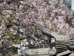 桜と秘仏の紀三井寺へ