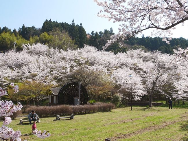 大分県も外出自粛要請で外出は自粛していましたが、桜が満開と聞き久し振りに出かけてきました。<br /><br />写真は並み石ダムにて<br />