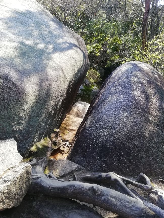 柳生街道笠置の道 笠置寺の紹介です。<br /><br />笠置山には巨石が点在し、そこには16メートルにも及ぶ摩崖仏が鎮座します。<br /><br />笠置寺からJR笠置駅へ出ると、この時期は満開の桜を見ることが出来ます。ゆっくり歩いて約1時間です。<br />来年コロナが終息していましたら是非。<br /><br />秋から早春にかけての朝7時から8時頃には雲海を見ることが出来るそうです。 Facebookで雲海情報発信もされています。<br /><br />笠置温泉もありますので遠方の方はお泊りで来られたら紅葉と雲海を一緒に見ることが出来ます。<br />JR笠置駅近くの河原では沢山の人が季節を問わずキャンプしています。<br /><br /><br />2020年4月8日付けで以下の発表がありました。<br />拝観業務停止のご案内<br />2020年4月8日 <br />4月8日、京都府知事よりの、京都府も「緊急事態宣言に準ずる」との発言 を受け、4月9日~4月末日まで拝観業務(御朱印授与を含む)を停止いたします。<br />なお、境内は府立自然公園もかねておりますので、閉門とはいたしませんので、入山を制限することはいたしません。<br />コロナウィルス蔓延を防ぐため、ご理解ご協力をお願いいたします。<br />当山住職<br /><br />*2020年5月10日から拝観は再開されました。<br /> マスク等使用してくださいとのことです。<br />