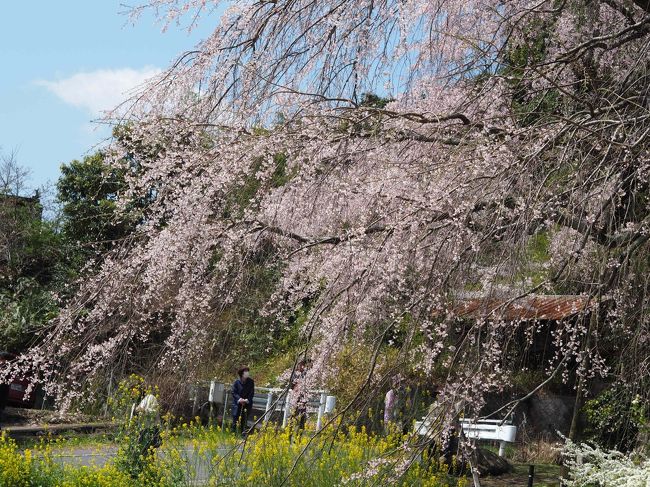 県の天然記念物、樹齢３００年の枝垂れ桜から宮島まで花見ドライブ。