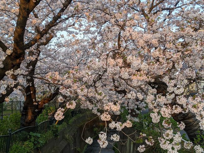 2020年春、最寄り駅周辺まで歩き、遊歩道などで春に咲く花を撮影しました。<br />