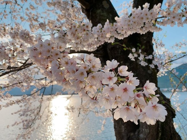 2020年は、将来歴史の教科書にも載りそうな大変な年になってしまいましたね!<br /><br />私ももちろん、新型コロナウィルスの影響で仕事も私生活も影響受けまくりです。 年末年始まで何事も無かったように海外旅行・国内旅行に行きまくっていたのが、今となってはウソのようです。 あの頃は幸せだったんだなーと今になって実感します。<br /><br />4月に入り、日本も感染拡大が本格化し4/7には7都府県で緊急事態宣言発令。 私は業務上、出勤しなくてもテレワークで出来る職種なので、職場への出勤は週1くらいで十分で、それ以外の日は3月の初めから毎日テレワークの日々です。 時々出勤する場合もmy carでの通勤なので、通勤ラッシュの中、満員電車での感染の危険はゼロですが、無症状のまま実は感染してるかもしれないし、先が見えないこの状況でどうなるか分からないのが1番きついですよね。<br /><br />現在は日本全都道府県で緊急事態宣言出ていますが、7都府県に発令された数日前にmy carで出かけ、3密を避けて今年の滋賀県の桜を撮影してきました。 京都とかの桜の名所と比べると、もとから滋賀は穴場スポットが多いですが、今年は更に人がいなかったですね…。 この写真を撮りに出かけた翌日からは私も自宅に籠っています。<br /><br />来年はみんなで楽しく、お花見が出来るようになっていれば良いですね!