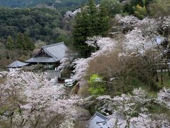 長谷寺の桜