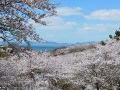 ２０２０年４月　山口県・山陽小野田市　竜王山に桜を見に行きました。海と桜がきれいでした。
