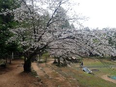 山桜を見つけに