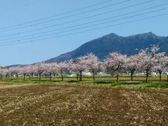 つくば霞ケ浦りんりんロードの桜