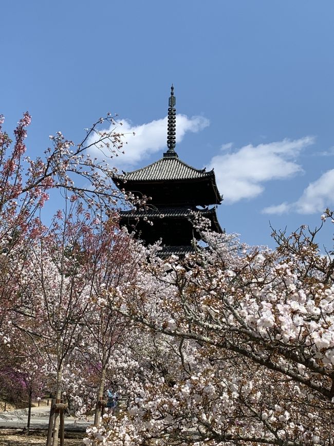 桜の季節、前回の祇園、銀閣寺、京都御所方面から今回は嵐山、嵯峨野、金閣寺方面を旅ラン。