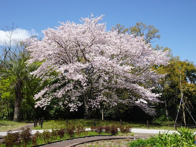 人混みを避けて伊勢で花見。