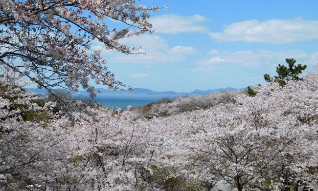 　近くの竜王山に桜を見に行きました。<br />天気が良くて海と桜のコントラストがきれいでした。<br /><br />　毎年桜を見に竜王山に行っていますので、いつも同じような写真です。<br />でも今回は海と桜の写真を多めに撮ってみました。