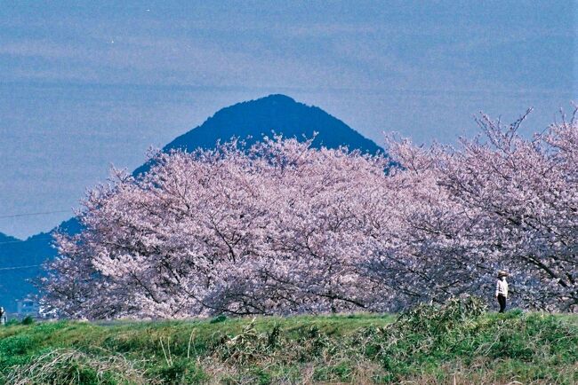 《2020.April》あみんちゅぶらり淡海を歩く旅そのXII守山・野洲・竜王前編～笠原の桜～