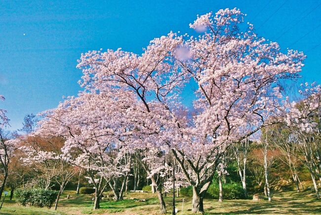 生和神社を後にして野洲市街地へと車を走らした。中山道の街道沿いの街の名残なのかはよくわからないが、新たに作られた街ゆえに道が凄く分かりづらい。国道8号線に出ようとするもJRに遮られ回り道をせざるを得なかったりする。それでもナビの案内に従ってなんとかなった。そのまま国道を通り過ぎて希望ヶ丘へと向かう。目的地は滋賀県立近江富士花緑公園だ。ここは昨年も訪れているが、滋賀県内でも有数の花の名所でもある。しかし公的機関の悪いところ、閉園時間は17：00。16：32の到着ならば30分しか猶予はない。ただ植物園の形式ではあるため、歩けば色々な花にたどり着く。到着後まもなく閉園のアナウンスが流れる状況でゆっくりすることはできなかったが、それなりの花を鑑賞できたような気はした。<br /><br />そして閉園と同時に出発する。この時間から訪れることができる花の名所はないため、少しだけ歴史散策をしようと考える。国道8号線を東進し、大篠原北交差点を過ぎた場所にある場所へと向かう。平家終焉の地、壇ノ浦の戦いで敗れた平家一門の総大将であった平宗盛が鎌倉に送られた後に都に連行される道中この地で源義経配下の武将に、嫡子清宗共々斬首された伝承の地である。武将としての評価は抜きにして、家族思いだった宗盛の最後の言葉は清宗の安否だったと言われている。兄頼朝の命である以上従わざるを得なかった義経だが、せめてもの温情が2人の胴体部を並べて埋めたと言われている〝胴塚〟に込められている。しかし斬首した橘公長はその様子を鎌倉の頼朝に報告。その中に〝胴塚〟に対する讒言めいたものもあり、後に頼朝と義経兄弟の間の確執に繋がったとさえ言われている。<br /><br />ちなみにこの〝胴塚〟から義経元服の池までは1kmも離れてはいない。またこの界隈の国道は旧東山道（後の中山道）にそのまま沿って走っているために距離は往時とそう変わらない。敢えて元服の池を通り越した場所で斬首したという説が多いのは確かであるが、仮設の域は越えるものではないが、この二点間にはなだらかな坂を越えるような道になっている上に、元服の池をはじめとする源義経伝説地は〝竜王町〟、平家終焉の地は〝野洲市（旧野洲町）〟となっており、これは〝(旧)鏡村〟と〝(旧)篠原村〟という行政区分が昭和30（1955）年まで残っていた史実がある。山の〝上・下〟と書く峠程ではないが、当時は全く別の場所であったのかも知れない。<br /><br />義経は勿論自分に縁のある場所であることはわかっていただろう。敢えてというよりもは宿場町とされた〝鏡の宿〟を血で穢したくはないと考えたのではなかろうか。世話になった駅長の〝沢弥傳〟、〝烏帽子屋五郎大夫〟や妻の〝あこやの前〟等が住む場所で咎人と言えど殺めたくはない。また源氏の再興を願って元服した地。例え兄頼朝義経自身が受け入れずとも、その思いに変わりはなく元服をした地は今となっては〝東国〟という思いもあったのではなかろうか？そんな考えが頭を過ぎります。ただ自分の〝祈念の地〟だけであれば、兄に認めて貰うべく斬首を急いだようにも思えてならない。しかし実際には手柄を急いではいなかった。その気持ちの切り替えをこの小さな峠を越して考えたように思えてならない。結果としては義経の〝やさしさ〟が後に平泉での自刃に繋がっていると考えれば、判官贔屓かも知れないがそう思いたくなるのであった。<br /><br />話を戻して平家終焉の地には、平宗盛卿終焉之地と書かれた碑が置かれている。往時は碑の向かいに宗盛の首を洗ったとされる〝首洗い池〟が存在していたと言われている。埋め立てによりその池は無くなり、繋がっていた蛙不鳴池が残っているに過ぎない。宗盛斬首の折余りにも哀れに思った蛙たちがその後鳴かなくなったという伝承が残っている。池の方は何も感ずるものはなかったが、今まで何度となく入口を通過している〝平家終焉の地〟を初めて訪れることができ、改めて歴史の趣を感じたのであった。<br /><br />日が暮れるのと勝負になって来たので先へと急ぐ。僅か700mの距離にある道の駅かがみの里である。ここは夜に何度も訪れている場所ではあるが一息ついては帰路につくだけの場所であった。何か見られるかと考えてはいたが、本日4月7日は火曜日であり〝閉駅日〟であった。それはそれで仕方がないので付近の史跡を見学に行くとする。<br /><br />道の駅の向かいには〝源義経元服の池〟がある。その隣には大きな〝源義経元服の地〟と書かれている看板があることは知っていた。しかし詳細は調べてはいなかったので初訪問となる。鞍馬を早朝に出た牛若丸一行は鏡の宿に入り、駅長〝沢弥傳〟の屋敷である〝白木屋〟に入る。しかし間もなく平家の追手が近付いていることを知り、稚児姿のままでいることが危険だと察する。日が暮れてから白木屋近くで烏帽子を織る〝烏帽子屋五郎大夫〟に源氏の〝左折れの烏帽子〟を注文し受け取ります。その代金として与えたものが〝古年刀（こねんとう）〟と呼ばれるものだと言われている。源氏重代の刀剣だったものを受け取り五郎大夫は喜ぶが、その妻は涙したと言われている。平治の乱で敗れた源義朝の家臣であった鎌田兵衛正清は、知多半島の野間内海荘司で娘婿の長田忠致に謀られ、主君源義朝は討たれ、これまでと悟った正清は自害して果てている。実はこの五郎大夫の妻は鎌田兵衛正清の妹であり、母が義朝の乳母だったことから繋がりがあったことから、義経の母常盤御前が三番目に産んだ男子である牛若に、義朝が守り刀として授ける際の〝使い〟をしていたのが本人だったことから判明したことのようだ。五郎大夫は妻に刀を持たせて白木屋へと向かわせ、主従の名乗りを上げたと言われている。そして古年刀を受け取った牛若は、奇遇な縁を不思議に思うも喜び、すぐさま鏡池で前髪を落とし烏帽子親なしに元服し、数え16歳の牛若は源九郎義経と烏帽子名をつけて鏡神社に参り、源氏の再興と武運長久を祈願したと伝えられている。<br /><br />出来過ぎた話のようにも聞こえるが、義経の元服の池は国道8号線に面してながら、直接日光に当たる様子もなく鬱蒼としている。また史跡という割には非常に小さなものであり、全景をカメラに収めるならば、対向の歩道から撮らなければならないものであった。こんなことからもその謂れが本当のように思えてしまう。ただ訪れる際の注意だが、ほんの一角の場所ゆえに景色をカメラに収めるならば注意が必要だ。すぐそこには大型トラックも飛ばして走る国道がある訳だから。<br /><br />しばらく歩くと鏡神社があった。入口には義経が元服の折烏帽子を掛けたと言われる〝烏帽子掛松〟が残っている。代替わりはしているがやはり歴史漂わせるものである。石段を上がって行くと鳥居があり、すぐ右手には八幡神社が鎮座している。大正時代には陸軍の演習が行われ、大正天皇が行幸された場所っもあるそうだ。境内には拝殿左に祓戸神が祀られている。禊と祓は違うそうだが私には良くはわからない。本殿は歴史があり平安時代には創建されたものであると書かれていたが、現在のものは室町期に再建されたものであるそう。陽が陰ってきたのでお参りを済ませて先へと進む。義経ゆかりのものもあれば後世のものもある。加賀屋跡や本陣跡というのは義経時代ではなけれど江戸期中山道の間宿時代のものゆえまあわかるが、駐在所跡というのは〝江戸時代に駐在所があったのか？〟とマジで考えてしまった。由来をよく読めば明治期に置かれた近代のもの。ただそれならば表示形式を変えて欲しいと思う。そして牛若から義経へと変貌する際に滞在した白木屋跡は歴史はわかるが今では広場の中に石碑が残るのみとなっている。昭和初期までは風情のある茅葺き屋根の建物が残っていたものの昭和30（1955）年の台風で倒壊したとある。勿論800年もの間建物が残る訳はないが、風情のある茅葺き屋根の建物とは何を意味するのであろうか？碑文を読みながら歩いているだけで頭がこんがらがって来たので、脇本陣や他の中山道鏡宿の旅籠跡はまた別の機会に訪れることにし、道の駅に戻ることにした。烏帽子屋五郎大夫の家はその後断絶し民家裏の竹藪となっているそうだが、これもどうやら〝由来書〟が残っているだけのようだ。駆け足ではあったが約800年前の激動の舞台はさらっとではあるが見学できたので満足した。<br /><br />本日休業の道の駅なので用事もない。一服を済ませると帰ることにする。ひたすら国道8号線を走り、野洲川を渡ったところで左折して栗東の市街地へと向かう。立ち寄ったところはヤマト運輸栗東安養寺宅急便センター。いつもと同じく本日撮影したネガフィルムの現像依頼をするために発送する。ヤマト運輸滋賀主管支店は別にあり、4tクラスのトラックで運ぶものと考えていたらまさかの大型トラックが入って来た。センターが面している道路はさほど広くはないが、通行車両を止めてバックで入って来たのにはちょっとびっくりした。<br /><br />荷物も出して帰路に着くがなぜかドラッグストアに立ち寄ってアイスを買う。車だと気の向くまま走れるのである意味便利ではある。そしてやっと自宅に到着。小一日を利用しての令和2年の花見と歴史散策の旅は終わった。<br /><br />　　　《終わり》