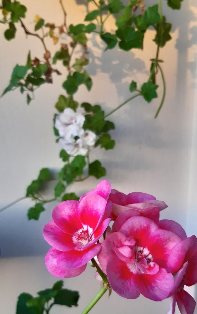 予定では3月末に一時帰国するはずやった。今頃は桜並木を歩いてるはずやった。長いこと会ってない友達とおいしいもんを食べまくってるはずやった。だんだん歳とってきた母親と東京観光するはずやった。コロナのせいで全てが狂ってしもた!<br />全世界がほとんど鎖国状態、旅に出れんどころか家からも出れない。こんな非常事態を経験することになるなんて、全く考えもせんかったわ。<br /><br />1月頃にはアジア人を見るとコロナコロナとからかわれるくらいで、自分には関係ないと思ってた。<br /><br />2月になってクルーズ船から日本でも感染が広まり、あっという間にヨーロッパまで広がってしもた。<br /><br />3月になって予約していたフライトがキャンセルになり、他の便も次々に運休。<br /><br />11日トルコで初めての感染者。今までおらんかったんがおかしいわ。<br />18日死者1名。<br />22日65歳以上外出禁止。<br />23日学校のオンライン授業が始まる。<br />26日学校の休校が4月30日まで延長。<br />27日国際線全便停止、都市間移動(バス飛行機など)の規制などみんな外出自粛せ~よとの大統領の会見。<br /><br />日にちは忘れたけど、メッカ巡礼から帰ってきた人の中から感染者が出たというので、巡礼帰りの人は全員政府が準備した学生寮などで強制隔離。その後海外帰国者も同じく。<br /><br />4月1日感染者数15,679人死者277人にまで増えてます。<br />2日になってやっと県ごとの感染者数が発表されました。<br />4日31県への自家用車を含む移動規制、20歳以下の外出禁止。<br /><br />7日感染者34,109人で世界9位、死者も725人になってしもた。治った人も1,582人おるけどね。<br /><br />ヨーロッパもアメリカも、日本もどんどん増えてるし、いったいこの先どうなるんやろう?<br /><br />ふと思うのは、これ地球が怒ってるんちゃうか?美しい大地や自然がどんどん破壊されて、これ以上やめてくれ~って言うてるような気がする。<br /><br />表紙の写真は、バルコニーの花の手入れをしていて、ふと振り返ると夕日を浴びてきれいな影になってたので撮ってみました。こんなゆっくりすることがなければ気づかない一場面。
