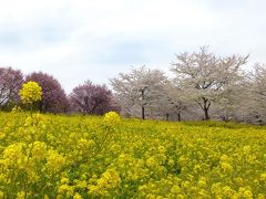 赤城南面千本桜とぐりーんふらわー牧場