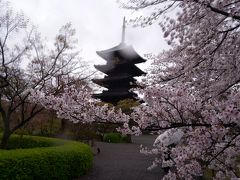 桜咲く京都が空いていた　2020京都①