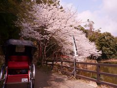 桜咲く保津川をトロッコで眺める 2020京都②