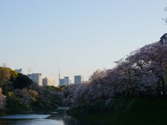 東京散歩旅　北の丸公園～千鳥ヶ淵、2020年桜見納め