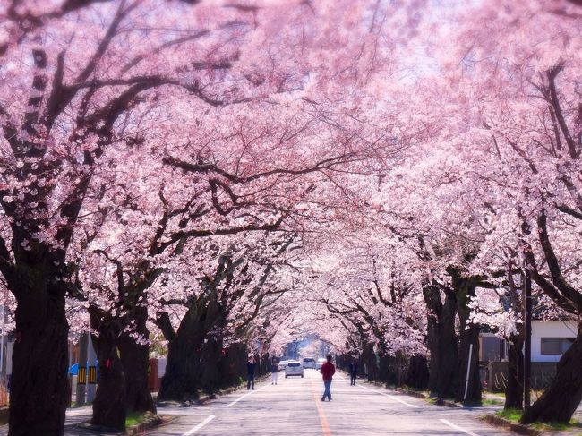 ふくしま復興 富岡桜トンネルと いわきお宝めぐり ときわの宿 浜とくで旅三昧 いわき湯本温泉 福島県 の旅行記 ブログ By Q太郎さん フォートラベル ふくしま復興 富岡桜トンネルと いわきお宝めぐり ときわの宿 浜とくで旅三昧 いわき湯本温泉 福島県 の旅行記 ブログ By Q太郎さん フォートラベル