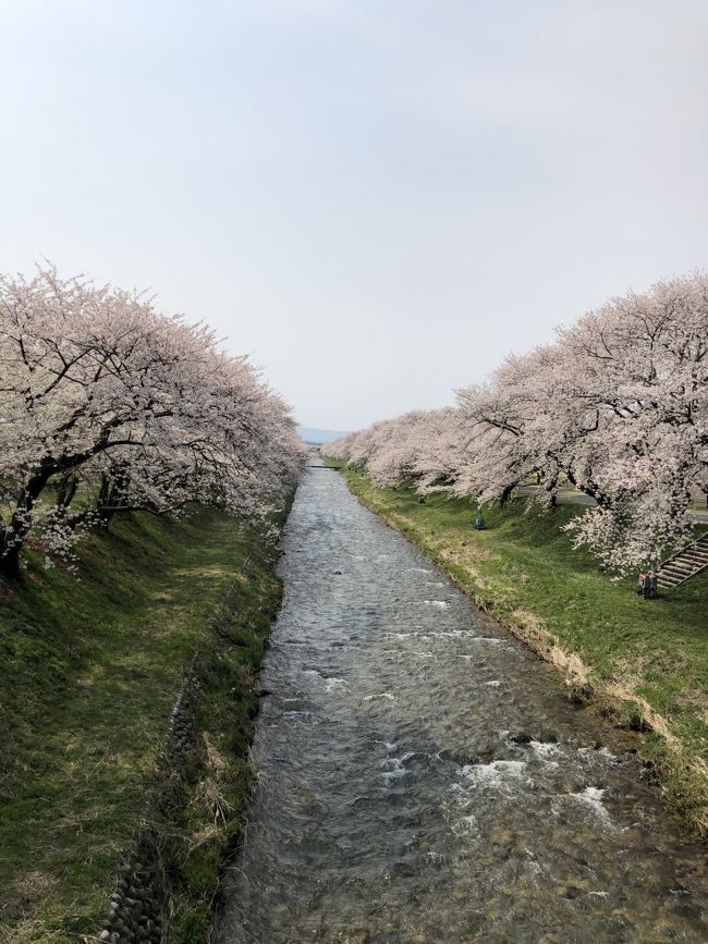 富山県朝日町舟川にで　　桜　チューリップ　菜の花　　北アルプスの山　を合わせて　「春の四重奏」<br /><br /><br />桜がトンネルになっていて素晴らしい<br /><br />是非　一度立ち寄り下さい<br /><br /><br />今は　コロナの真っ盛りで自粛ですが綺麗です
