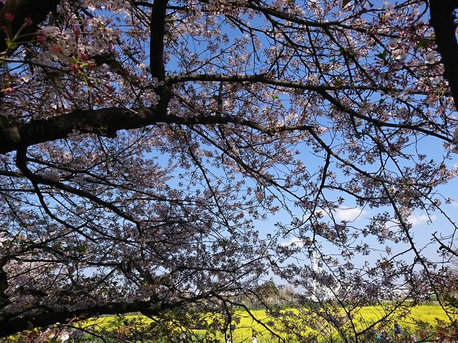新型コロナウイルスの影響で、せっかく春がやってきて桜も咲いてきたのに 桜祭りは中止。<br />でも、権現堂桜堤は静かに桜をみる人たちで 静かににぎわってました。<br /><br />2月沖縄 八重岳の桜 <br />2月ディズニーシー 桜<br />3月幸手 権現堂 河津桜<br />4月幸手 権現堂 ソメイヨシノ<br /><br />満開でとってもキレイでした<br />桜以外の旅先で出会ったお花たちもアップします<br />少しでも春を感じてくれたらうれしいです