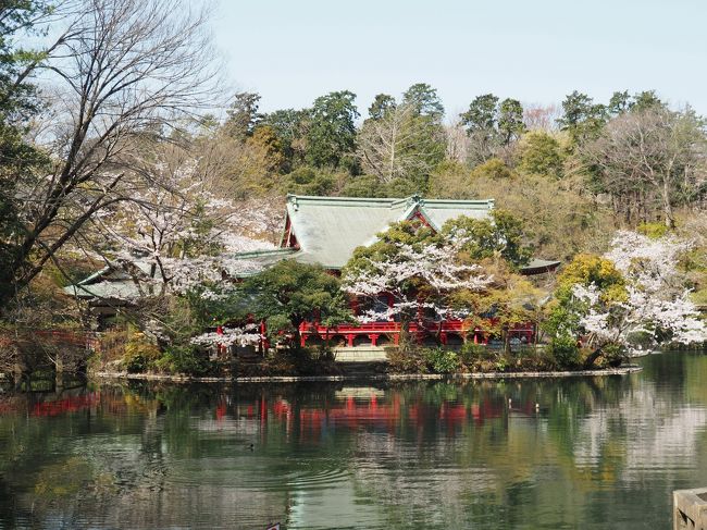 井之頭弁財天と徳川家光公の御切付旧跡<br /><br />井之頭恩賜公園内<br /><br />東京都三鷹市井の頭4-1-7<br />2020.3.26<br /><br />今年は少し早すぎました(;´・ω・)<br />全体的に三分咲き。<br /><br />コロナウィルスの影響があるかと<br />思い出掛けました。<br />その翌日には東京都の主なる公園施設立ち入り禁止と封鎖になりました。<br /><br />ぎりぎりセーフで拝見。<br /><br />こちらも徳川家と由縁の深い地です。<br /><br />今年はいつもと逆の路から歩きます<br />先ずは源氏と縁が深い井之頭弁財天から訪れました。<br />