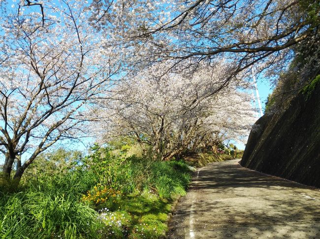 風邪にも罹れない、くしゃみも出来ない程緊張感の続く毎日、旅行どころではないと言う声えも良く聴きます。私もバス電車にも乗りたくなく毎日の散歩で気を紛らしています。今月は国府津の桜も満開で種類によっては葉桜と化してきました。山桜も咲き乱れ若葉も目に優しく映り何時もの山風景がかなり違って見えます。山道脇に目をやれば小さな草花が可愛く咲いています。春霞の無い時間帯には冨士山も綺麗に見え毎日の散歩を楽しんでいます。