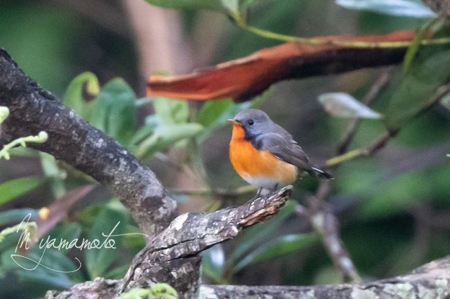 この探鳥は、Sri Lankaの固有種34種を一度に全部撮影することを目的にで行ってきました。<br /><br />12月9日　日本発（私は羽田、同行者は関空から出発）、24時過ぎにコロンボ空港で集合し。10日午前1時空港近くのホテルにチェックイン。<br />12月10日　ガイドが午前8時過ぎにホテルに。Kitulgalaのロッジ（Kitulgala Resort　Lodge)にチェックイン。<br />12月11日　ロッジ付近で探鳥<br />12月12日　早朝、探鳥、朝食後、次の探鳥地、Nuwara EliyaのGalway　Heightsにチェックイン。車で探鳥地に。<br />12月13日　早朝Horton-PlainN.Pで探鳥。午後、ホテルに戻り付近を探鳥。<br />12月14日　早朝、Victoria　Parkで探鳥後、ロングドライブでTissaで探鳥。夜、Usawarawa のCentauria　Hotelにチェックイン。夜も探鳥。<br />12月15日　早朝、 UsawaraweのElephant　Safariで探鳥後、Sinharajaの探鳥センター。ジープでForest Lodgeにチェックイン。<br />12月16日　午前中、Lodge付近で探鳥。午後～夜、ジープで下りながら探鳥。ナイトバーディング。宿は同じロッジ。<br />12月17日　早朝、チェックアウト後、 Sinharajaの村の民家で探鳥、センターに。昼食後、空港近くのガイドの住んでいる街の池で探鳥、夕食後空港に 深夜に各自、成田、関空へのフライトで18日に日本帰国<br /><br />本編は、Kitulgalaを出発してNuwara Eliya（Horton-PlainN.Pでを含む）での探鳥の記録です（14日早朝まで）。