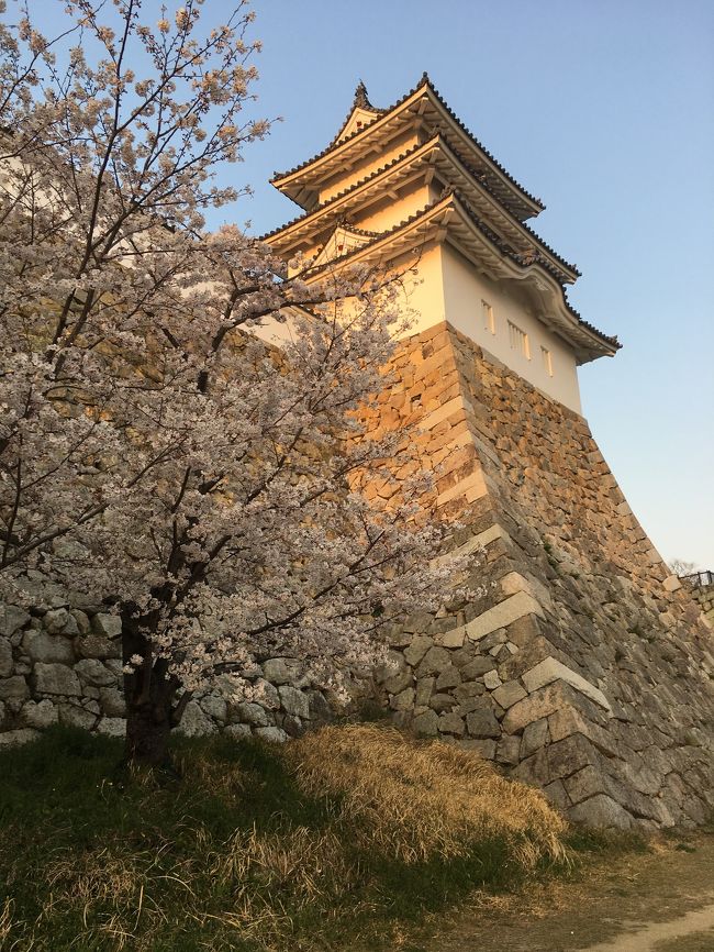 私の唯一の趣味である旅行♪普段は国内より海外派ですが今は到底無理 泣<br /><br />という訳で近場でサクッとお花見を楽しんで来ました♪