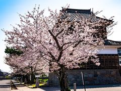 暘谷城の桜　2020