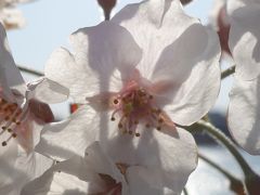 新海池（にいのみいけ）公園の桜は満開。のんびりとお花見しながら，現代の課題を考えました。