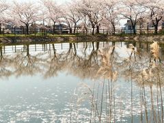 桜は散り際が一番美しい・・・