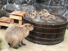 伊豆シャボテン動物公園でシャボテンと動物たちに癒されてきた