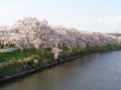 清州城の桜です〈3〉