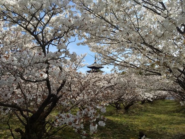 桜が好きで、毎年桜の季節には何度か京都に行きます。<br />今年はコロナウィルスの影響で京都まで来れない方も多いと思いますので、私が撮影した今年の京都の桜を旅行記に上げてみました。