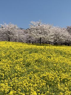 赤城南面千本桜