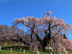 ◆新型コロナ緊急事態宣言日に美しく咲き誇る日本三大桜『三春滝桜』