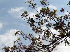 葉桜になりつつある柏尾川の桜にスズメ－2020年